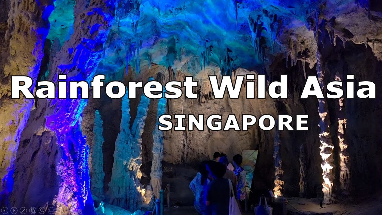 Rainforest Wild Asia with 2 Kids | A Singaporean Family’s Adventure
