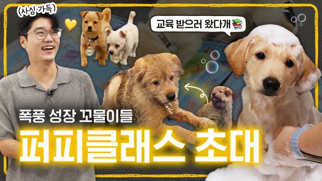 유기견 보호소 꼬물이들 다시 만났어요 🍼 (feat. 퍼피클래스) | 설채현 행동학 수의사
