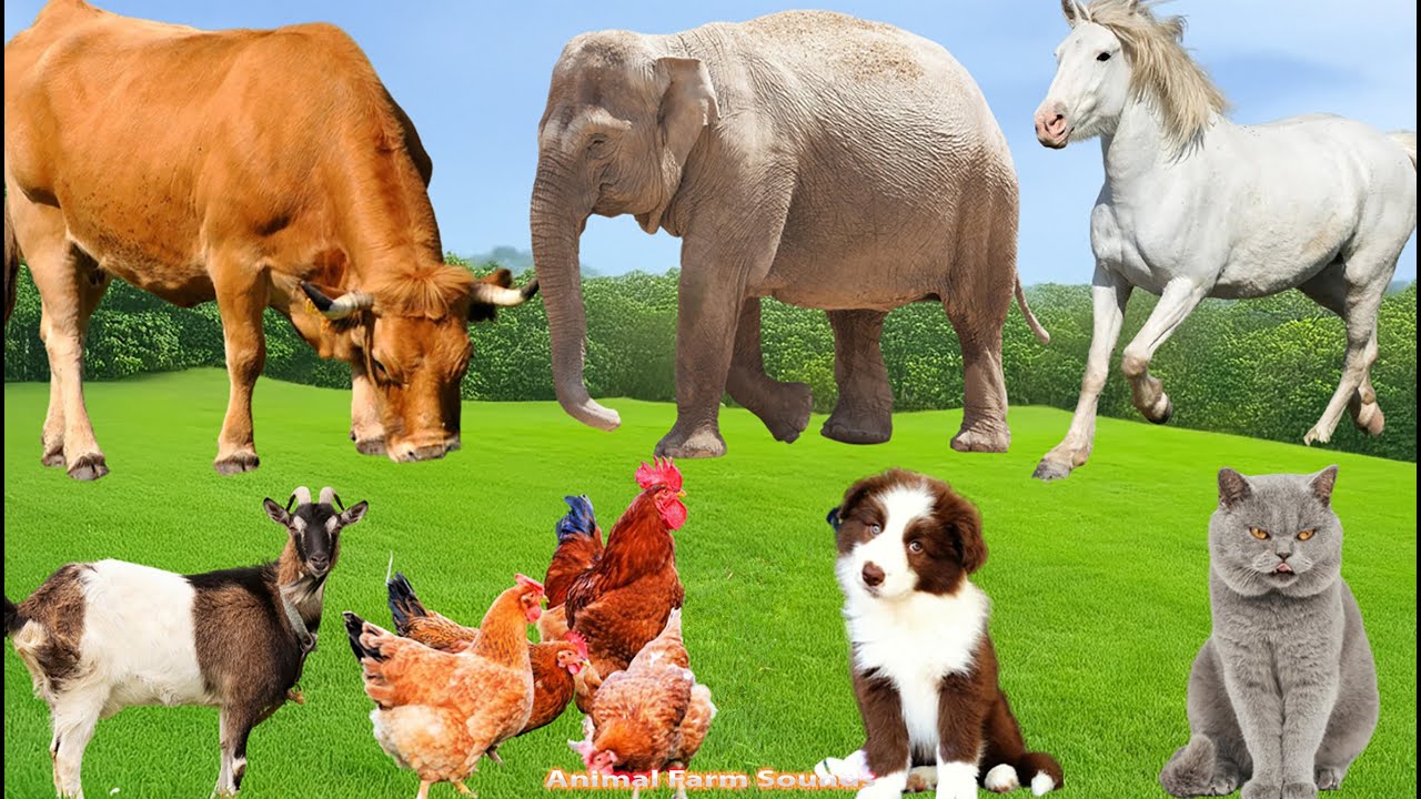 Cute Farm Animals: Pig, Duck, Buffalo, Dog, Sheep, Goat, Cow, Chicken, Rabbit &ndash; Animal Video