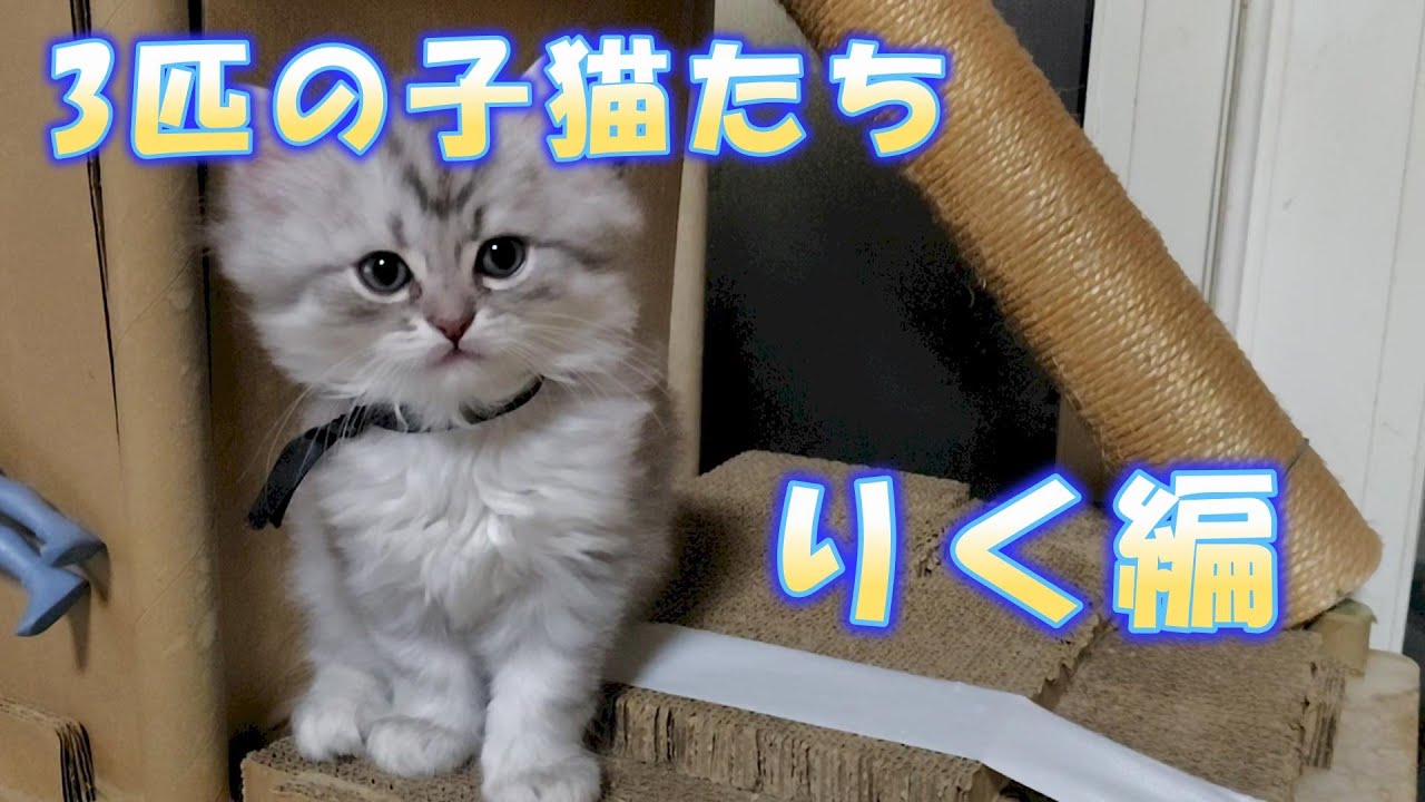 3匹の子猫たち　りく編