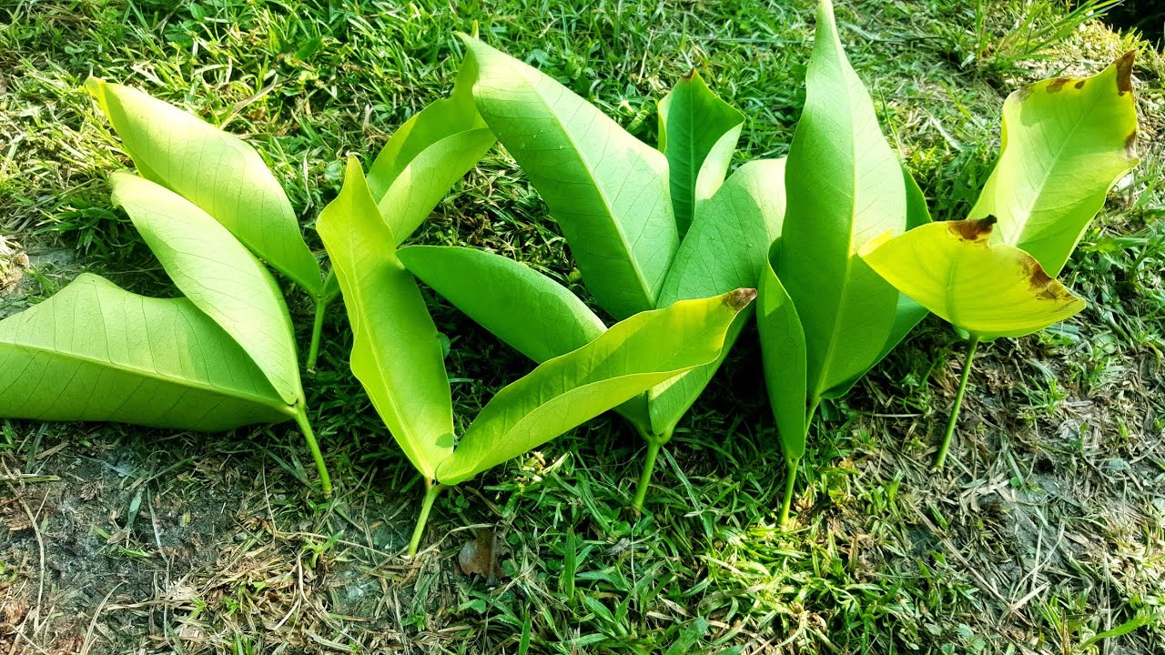 CARA PEMANGKASAN TUNAS AIR POKOK JAMBU MADU.
