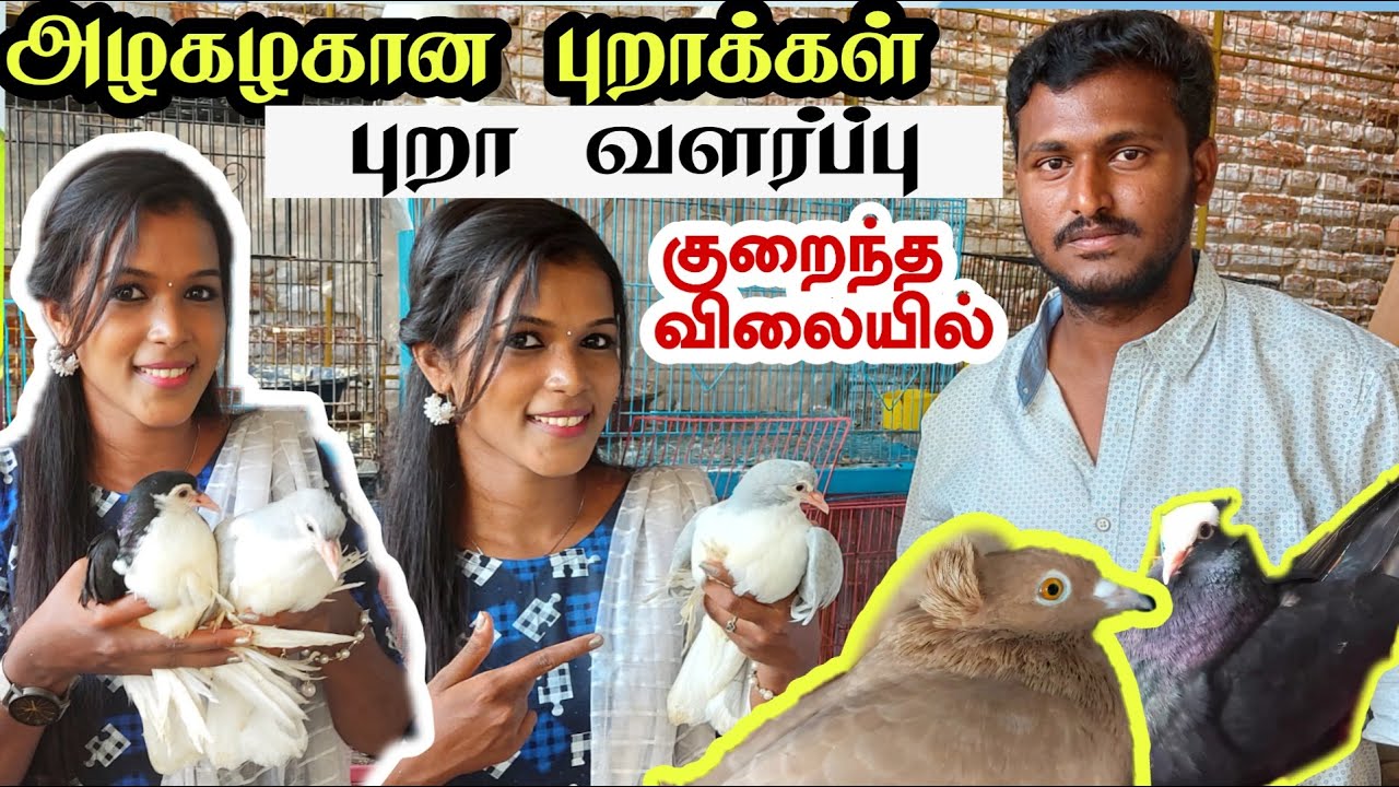 Pigeon sales / புறா வளர்ப்பு / புறா விற்பனை / muski pigeon / theni pigeon sale / புறா வகைகள் | theni