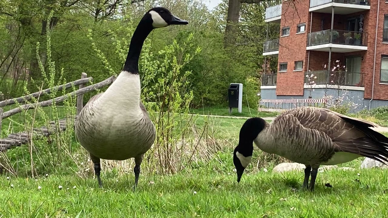 Gans - Canadese ganzen
