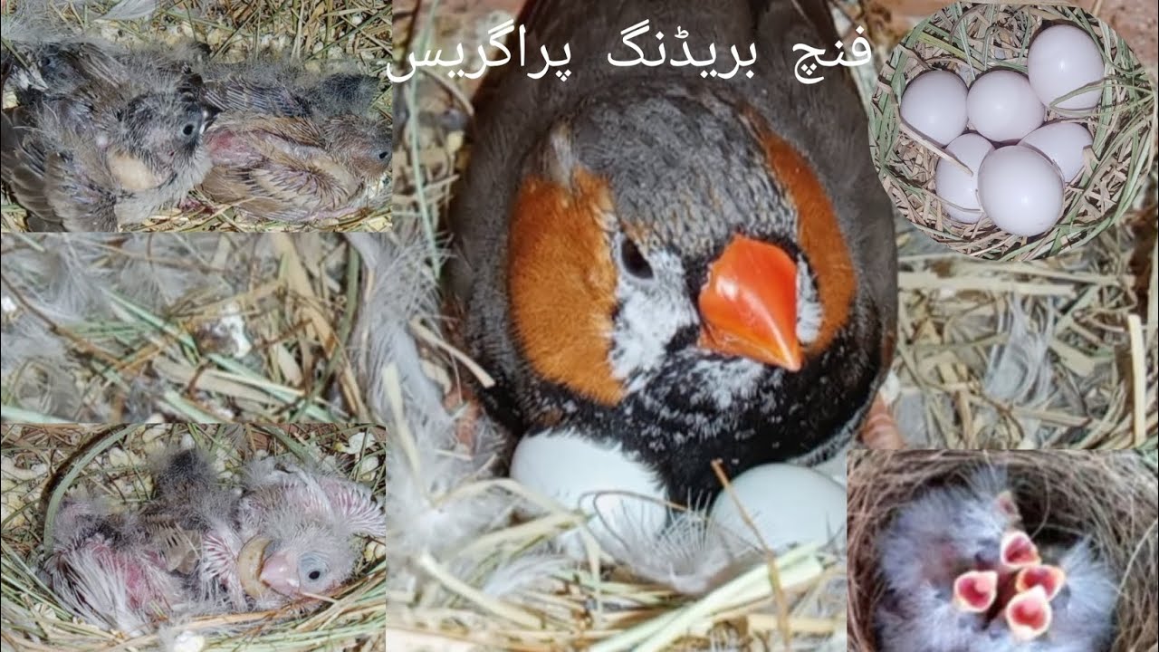 Zebra Finch Breeding Progress 🐣 | Eggs to Baby Chicks Update .زیبرا فنچ بریڈنگ پروگریس 2025 🐦