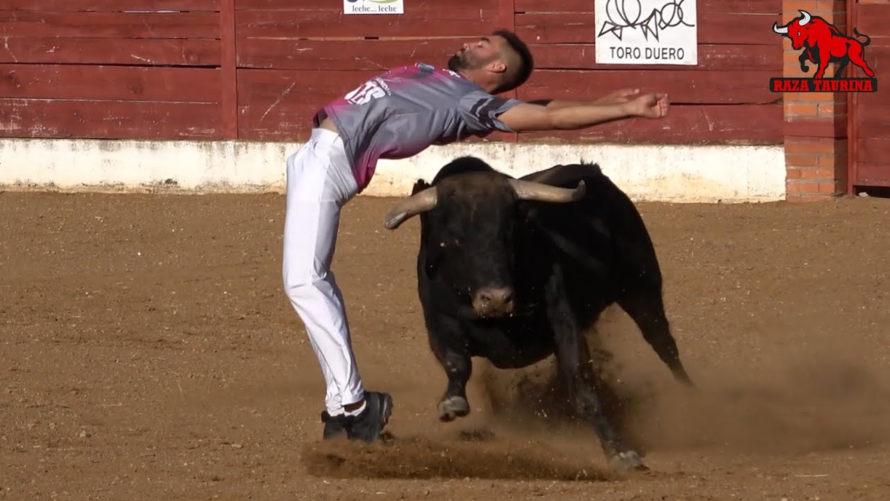 Primera eliminatoria Campeonato Mundial de Cortes. Fuentesaúco. 6 Julio 2024