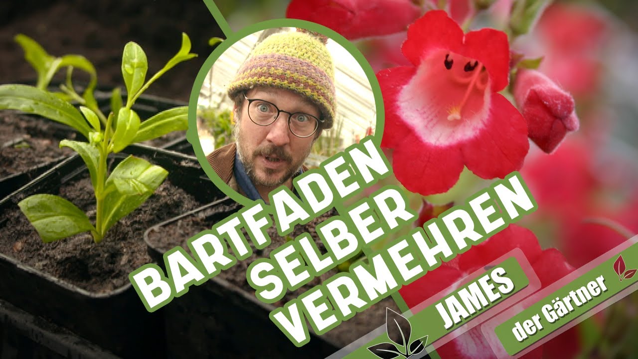 Pflege und Vermehrung der Staude Penstemon | James der Gärtner