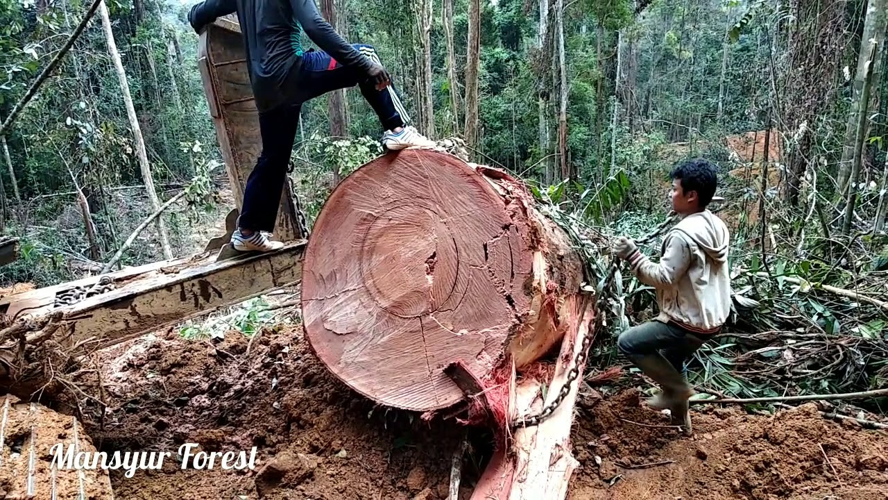 Technik Tarik Kayu Bulat Menggunakan Unit Excavator