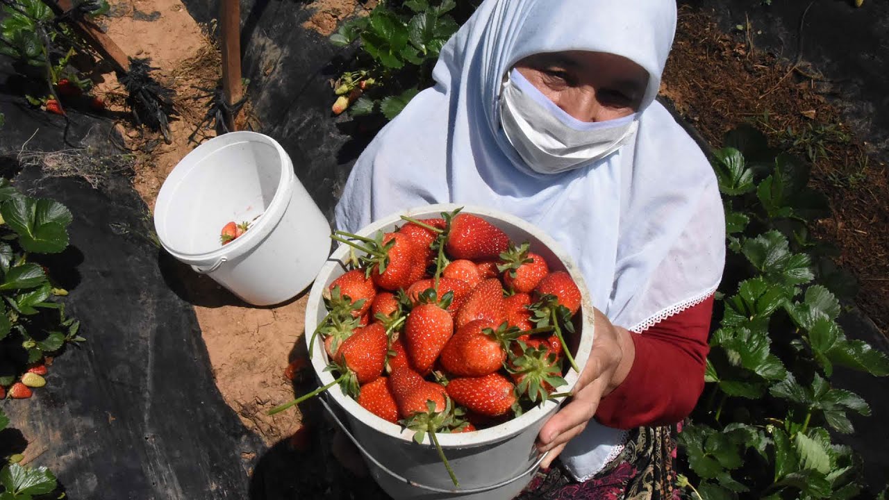 Kurşunlu çileğinde hasat başladı