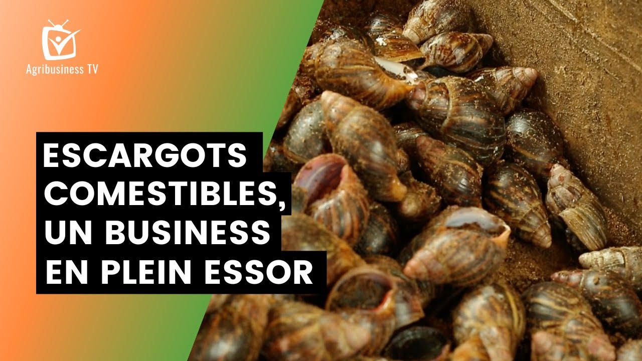Bénin : Escargots comestibles, un business en plein essor
