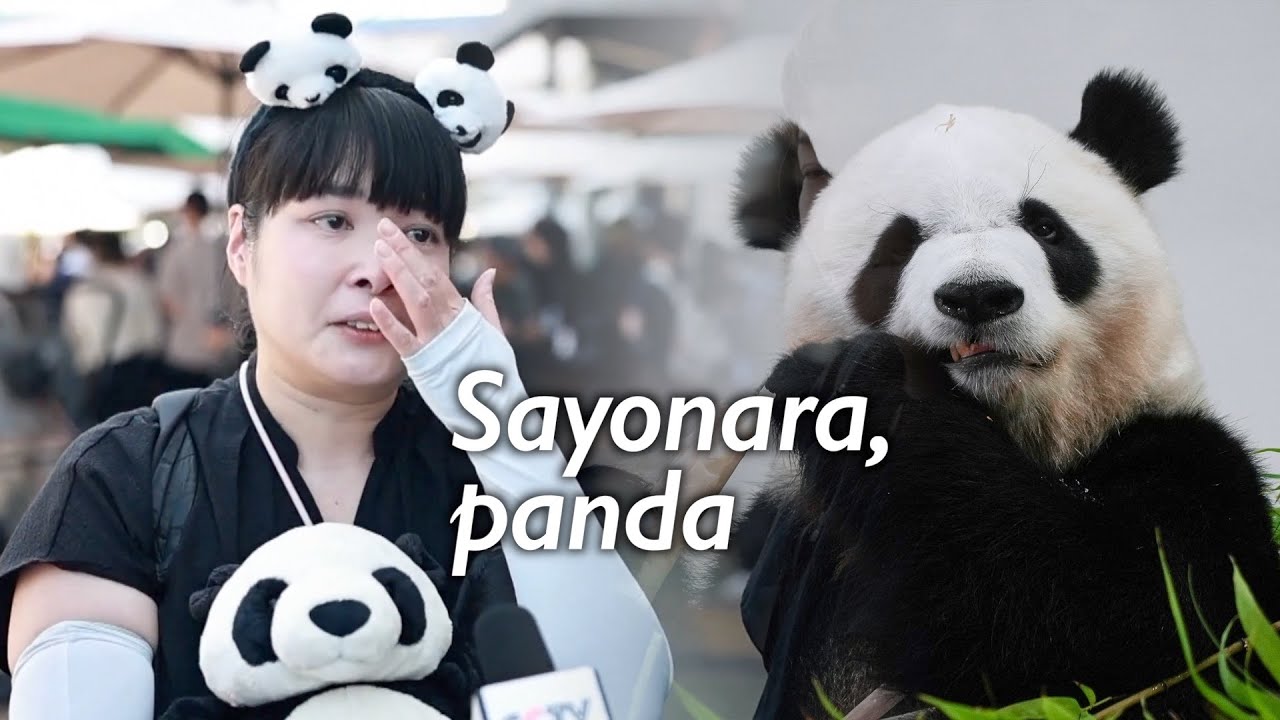 Thousands in Japan line up to send off beloved panda family going back to China