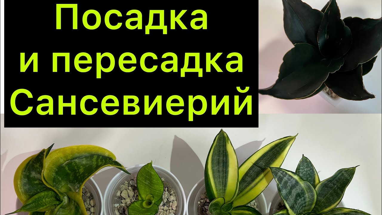 Посадка и пересадка Сансевиерий / авторский метод очистки Корней от грунта 😂😂😂￼  #сансевиерия ￼￼