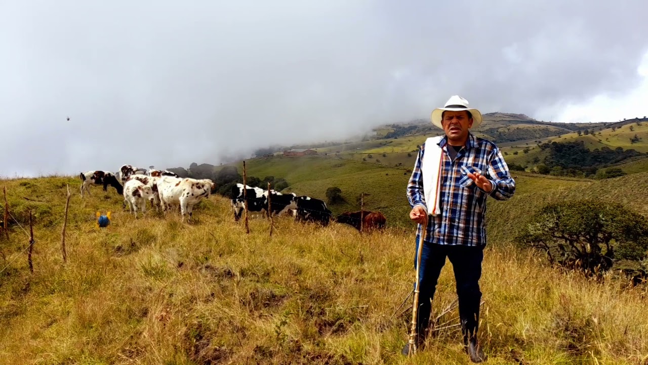 CEBA DE GANADO NORMANDO.