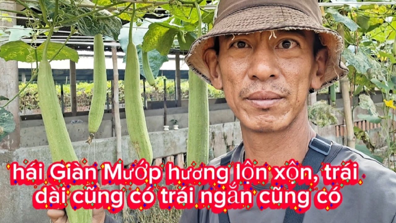 Tập 93, hái Giàn Mướp hương lộn xộn, trái dài cũng có trái ngắn cũng có