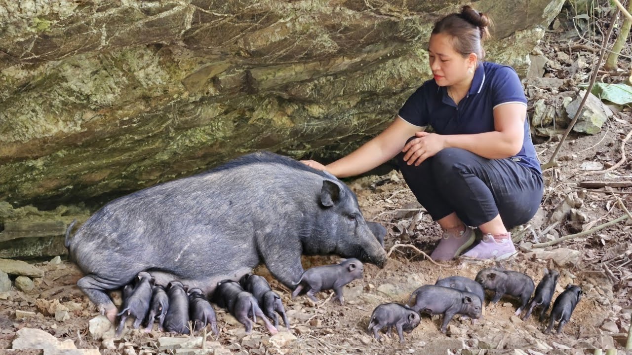 Welcome 9 Little Pigs To World - Cook Food For Mother Pig - Build A New Area For Dogs