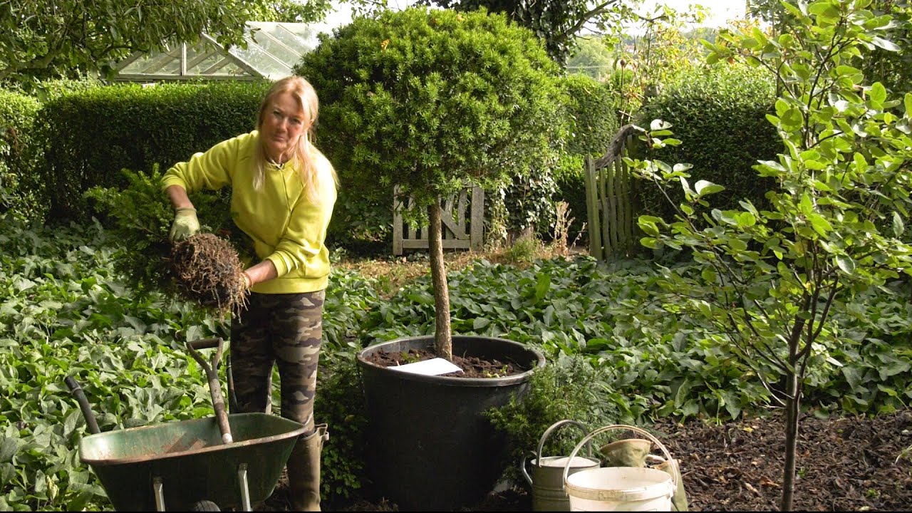 SUMMER GARDENING HACKS: Late Summer Tree Planting
