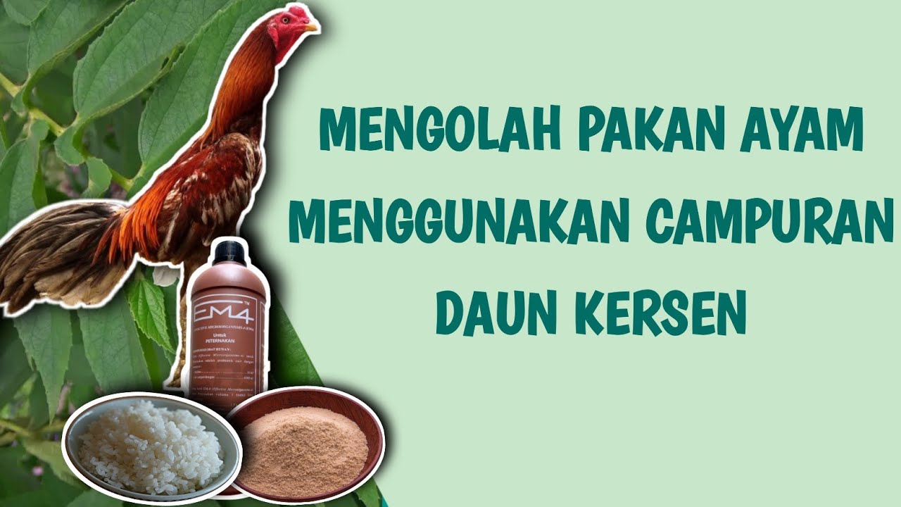 MURAH // Cara membuat pakan ayam bangkok menggunakan campuran daun kersen