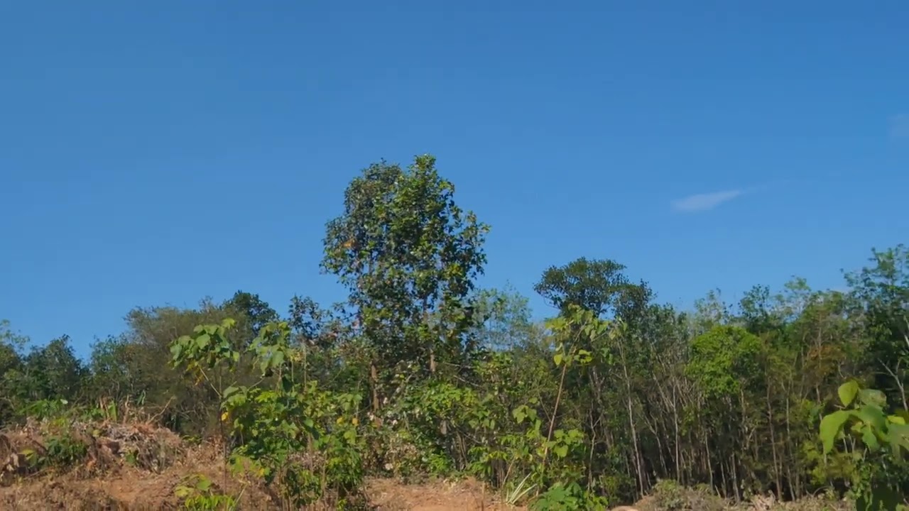 നീലാകാശം പച്ച പ്രകൃതി ചെമന്ന ഭൂമി #nature 