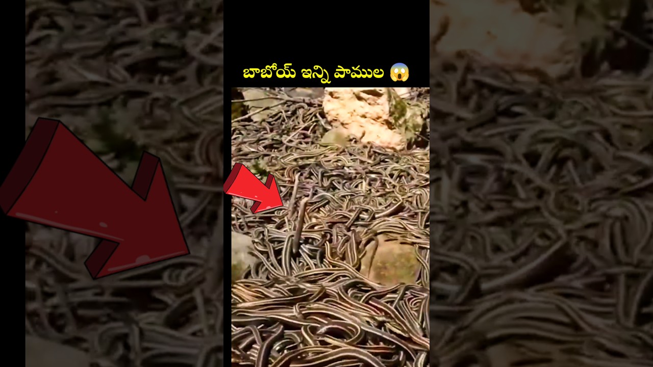 Snake Island 😱, #telugu #amazingfacts #telugufacts