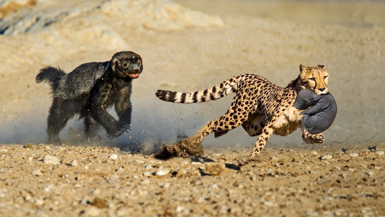 Legend Honey Badger mother saves her Child from panther.