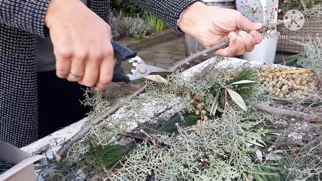 stoer boompje Cipres Tijm op tak
