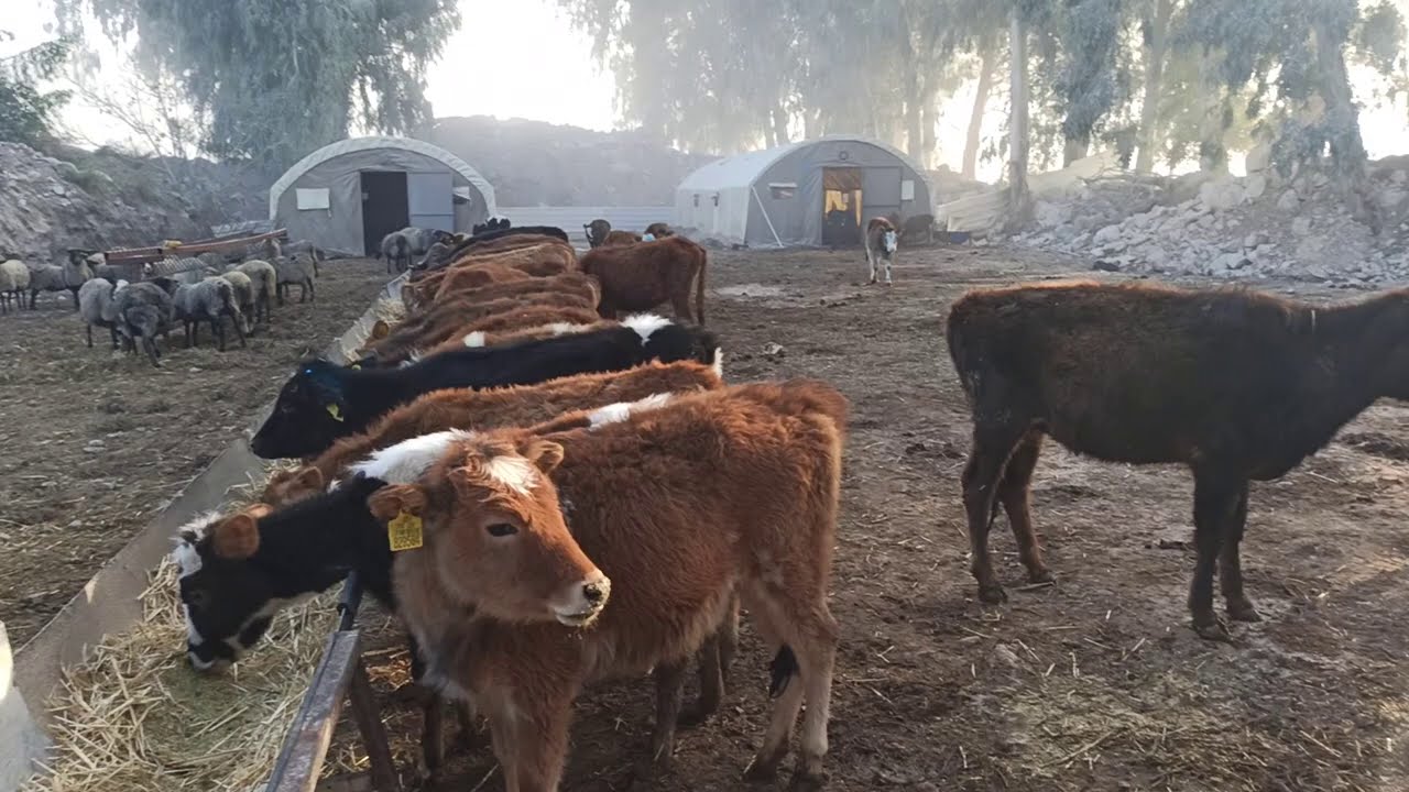 Bir İnek Parasına 100 başlık ahır nasıl yapılır? İlk defa hayvancılık Nasıl Yapılır?