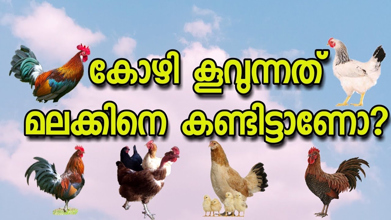 കോഴിയുടെ കൂവല്‍ അപലക്ഷണമോ ?/ Rooster