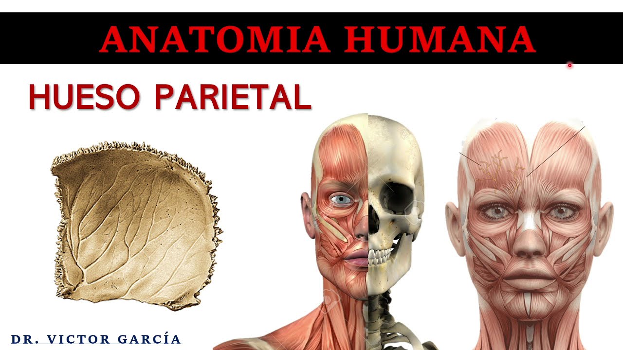 Hueso Parietal - Anatomía Humana en Odontología