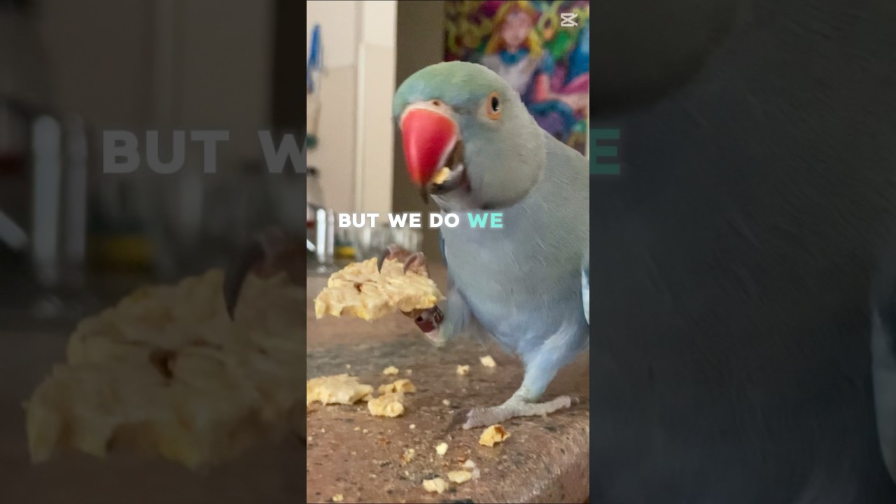 🦜#lifeshortvideo #shorts #positiveshorts #ugotit #bestrong #petshorts #neveralone #nevergiveup