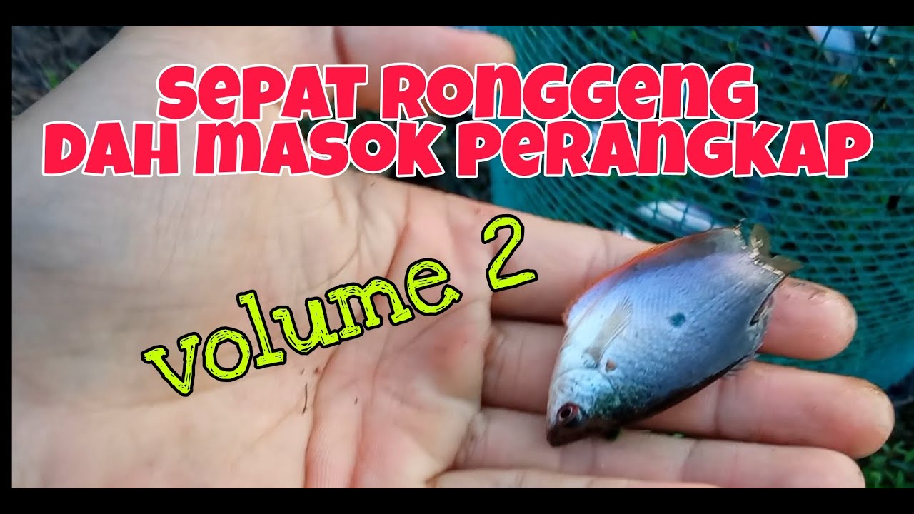 #EP11 Angkat Bubu Sepila Ikan Sepat (sambungan)