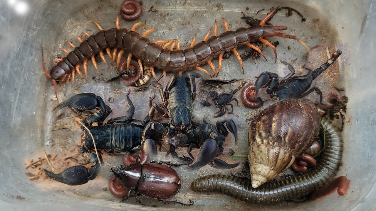 Catch Dangerous Centipede, Giant Scorpions, Beetle, small Scorpion & more at farm.