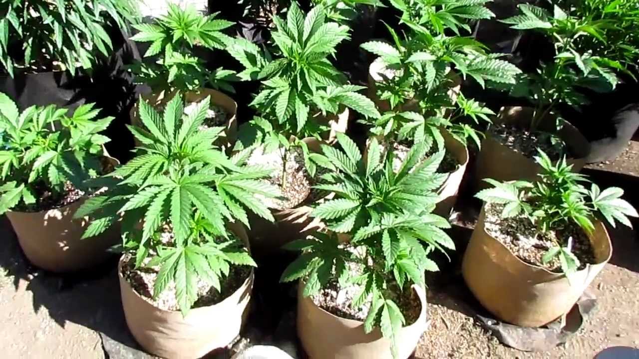 Pre 98 Bubba x Querkle June 15, '12