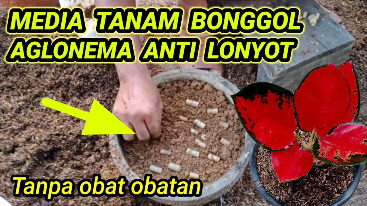 CARA MENANAM CACAHAN BONGGOL AGLONEMA ANTI LONYOT