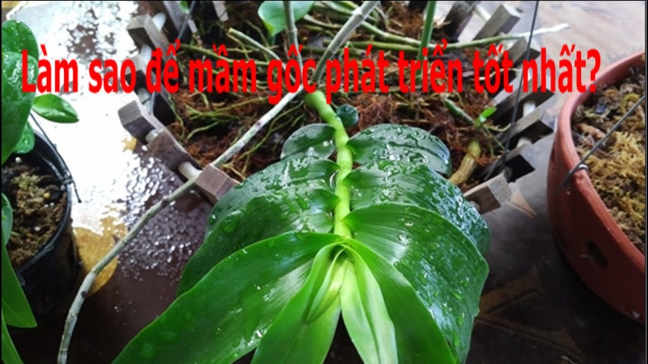 Chia sẻ cách chăm sóc cho mầm gốc phát triển