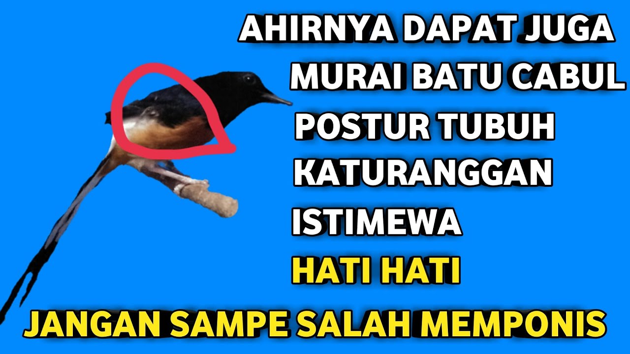 cara mengatasi murai batu kanibal cabut bulu sayap