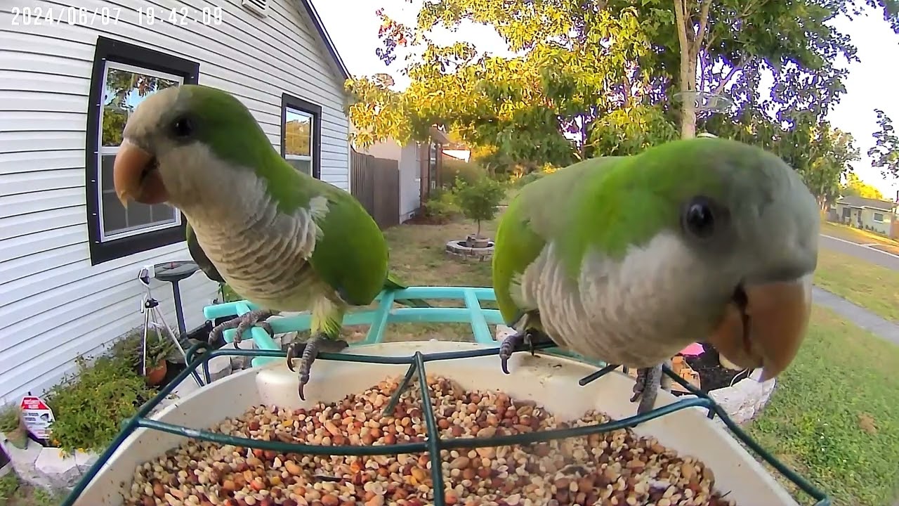 Quaker (Monk) Parrots 🦜 St. Pete, FL #birdwatching