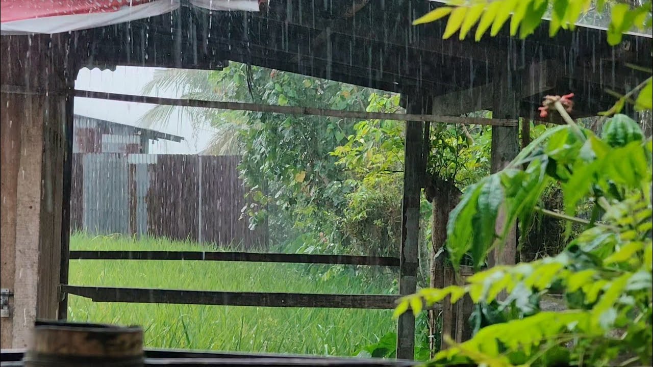the sound of rain in the countryside 