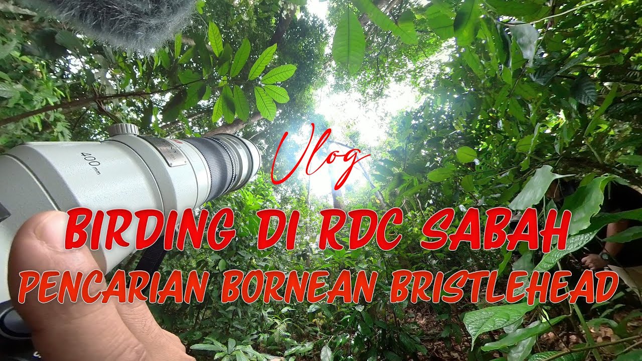Pengalaman pertama memburung di Rainforest Discovery Centre RDC Sepilok Sandakan Sabah.
