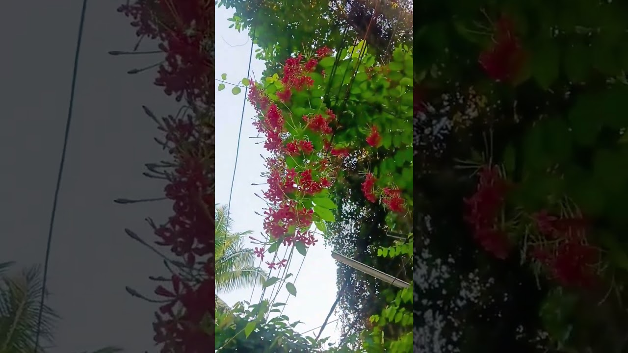 I don't know the name of this plant blooming by the roadside, but it's beautiful to look at #trending #viral short