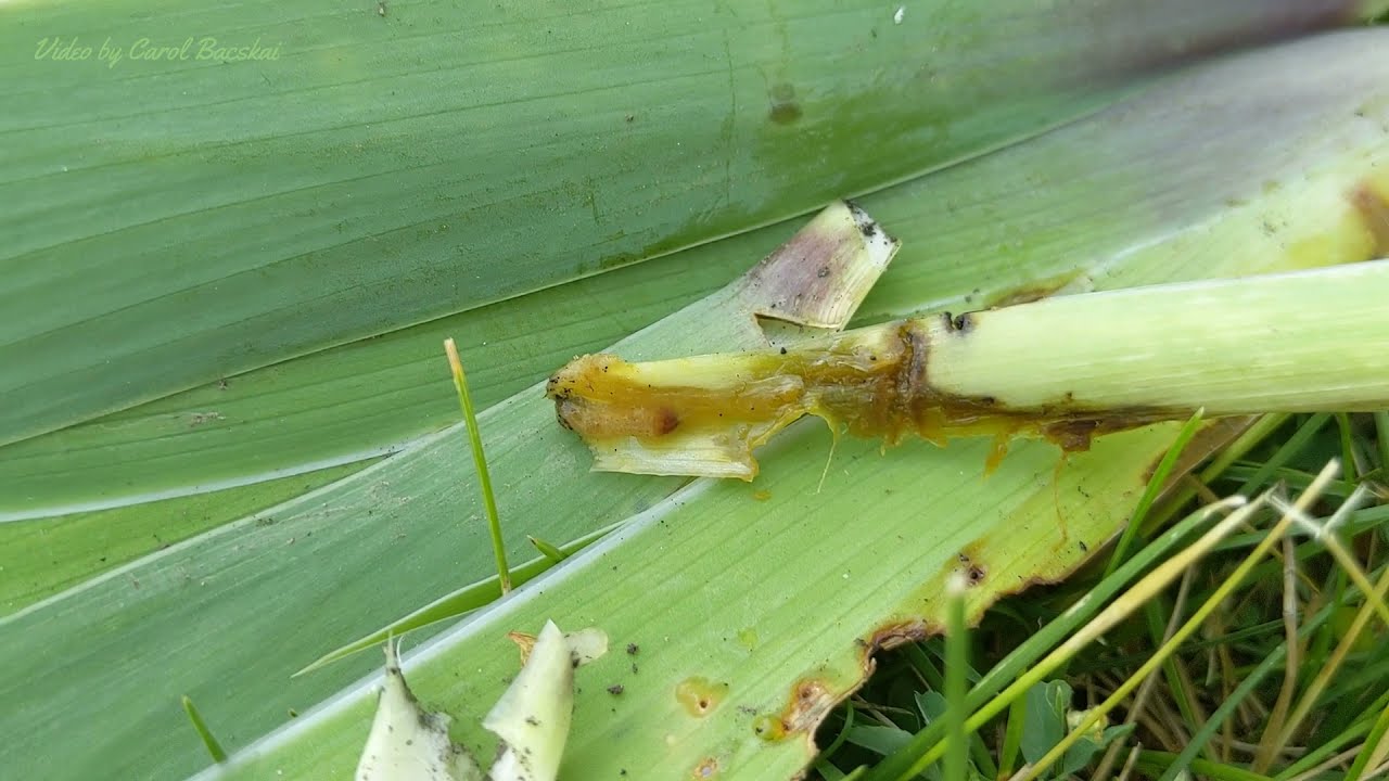 The Hunt for Iris Borers 6 14 21
