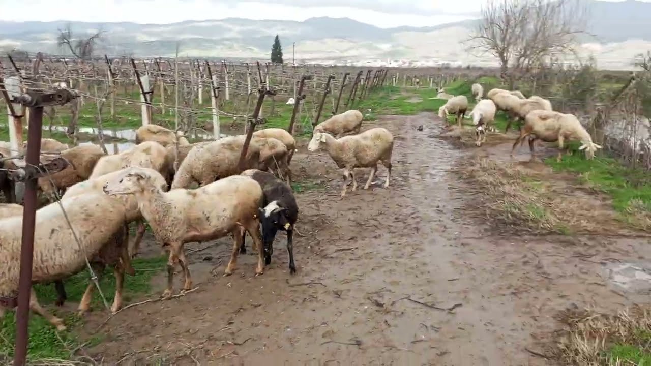 YAĞMUR ÇOK FENA YAĞMIŞ. HER YER SU İÇİNDE KALMIŞ. BAĞIN BOĞAZINA VARASIYA SU. BÖYLE BİŞEY YOK..!