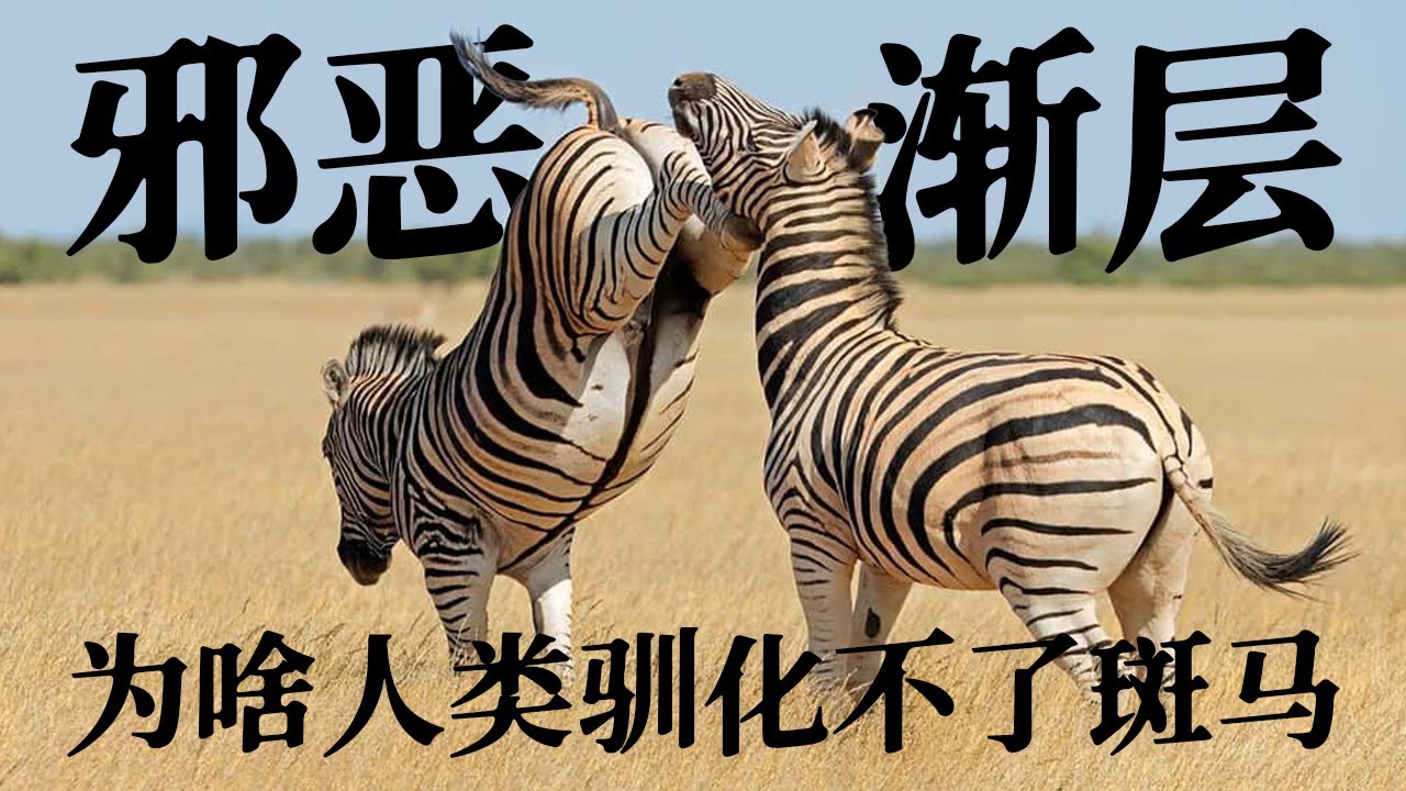 【不可驯化动物02】斑马有啥奇葩属性?为啥人类最后都没能驯化它?