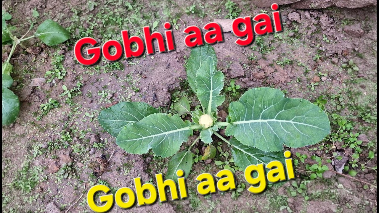 Gobhi aa Gai😃😃|| #dailyvlog #freestyle #trending #viral #daytodayvlog #ytviral #youtubevloggers 