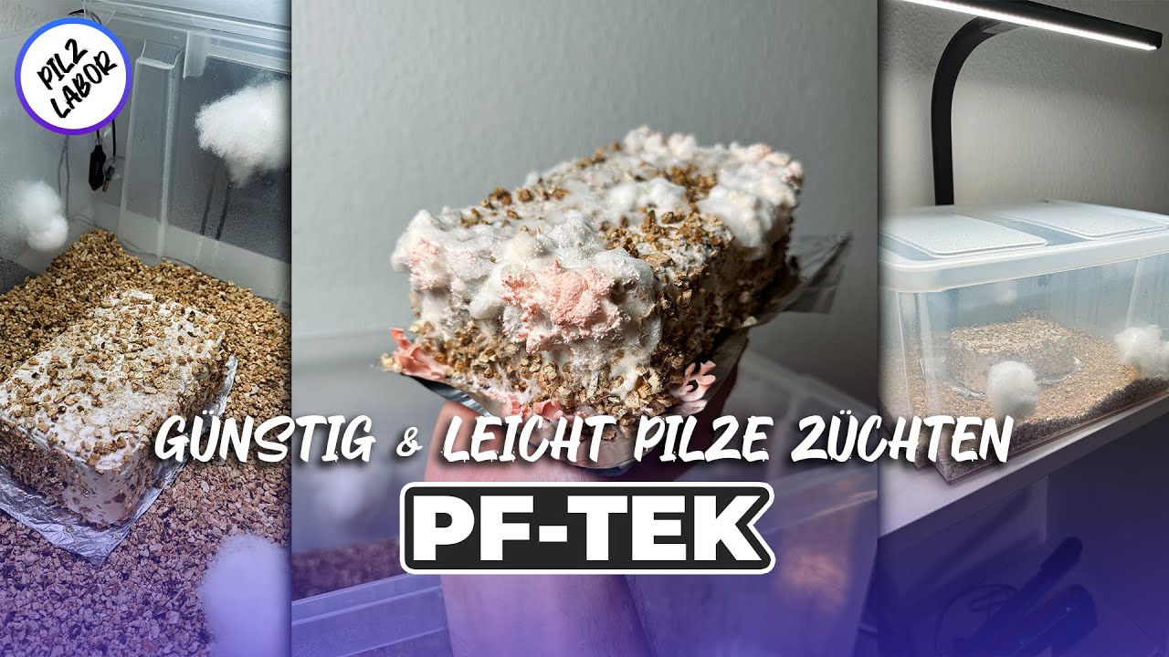 PF TEK - Pilze züchten mit wenig Aufwand