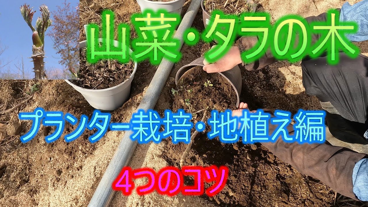 【山菜・タラの木】プランター栽培・地植え編　4つのコツ　26/1/25