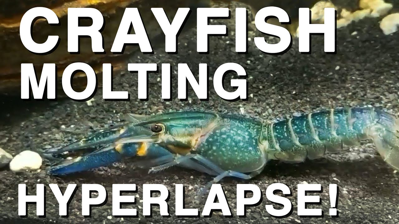Wylinka rak&oacute;w &ndash; cały proces w Hyperlapse!