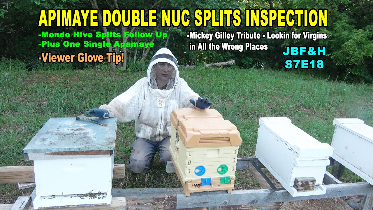Apimaye Double Nuc Hive Split Checks S7E18 #beekeeping