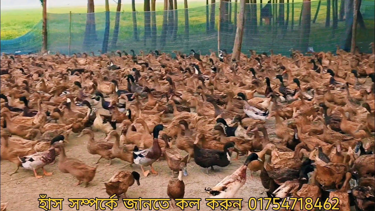 ওরজিনাল খাকি ক্যাম্বেল হাঁস পালন পদ্ধতি🦆🦆