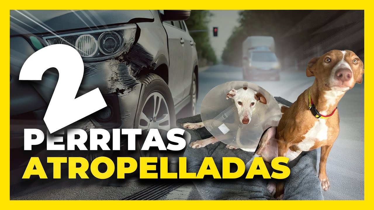 Asi van estás dos víctimas 😢 Después de su atropello y rotura de las dos patas 😱