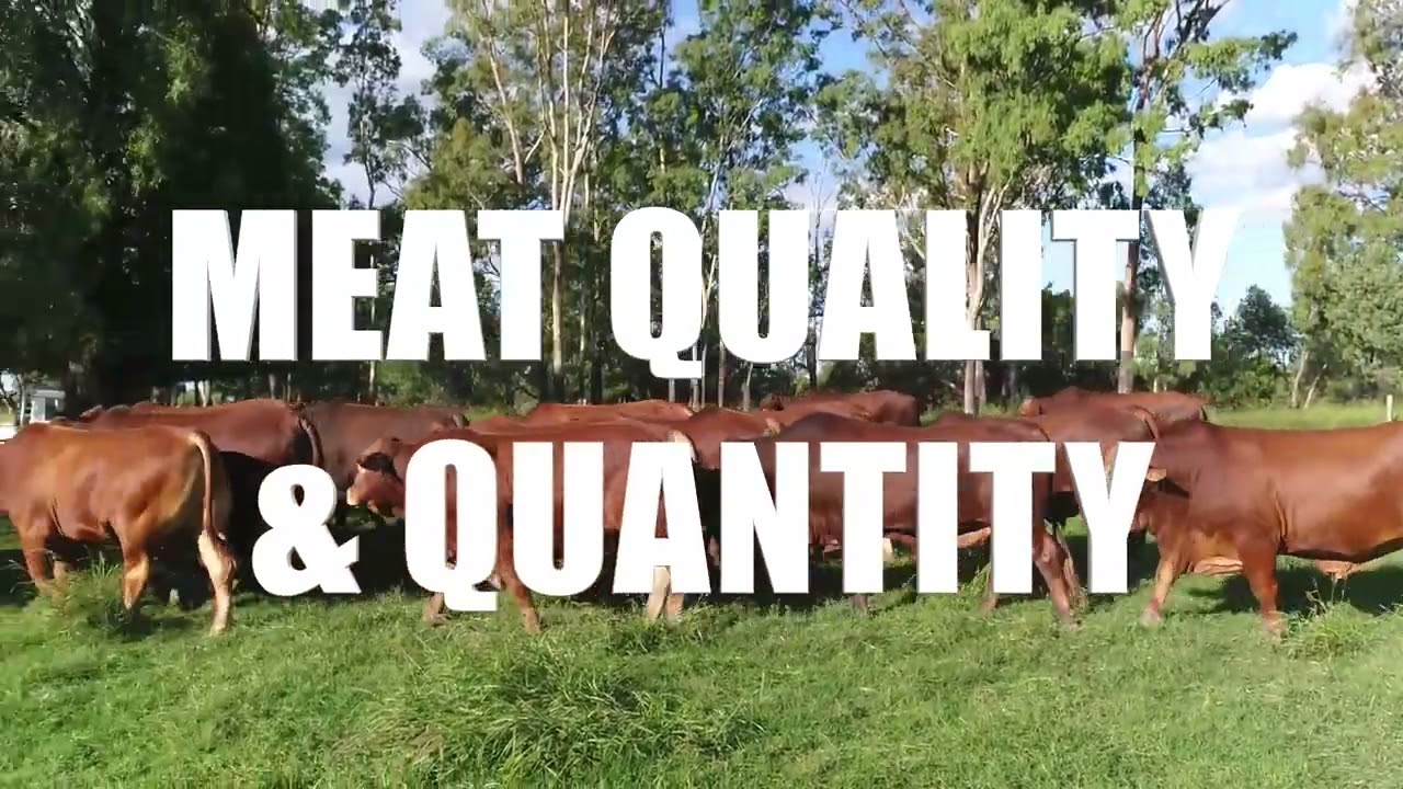Droughtmaster Breed Traits and Benefits