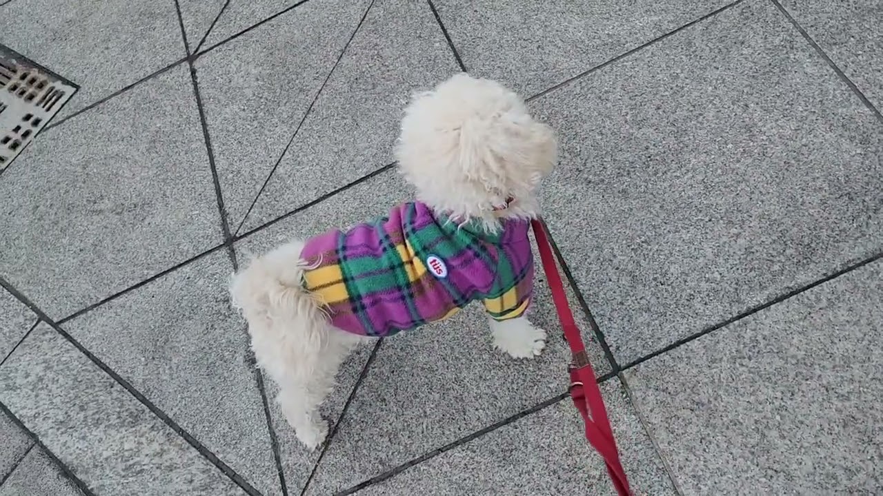 두유산책 walk my dog 2026.2.3
